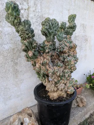 Cactus de Montserrat