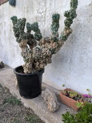 Cactus de Montserrat