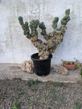 Cactus de Montserrat