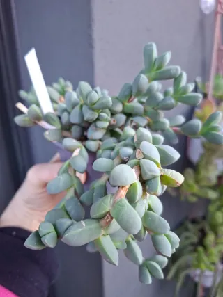 Suculenta colgante, planta de hielo