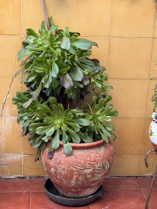 Siempreviva arbórea en maceta decorada d terracota