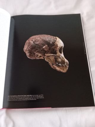 From Lucy to Language