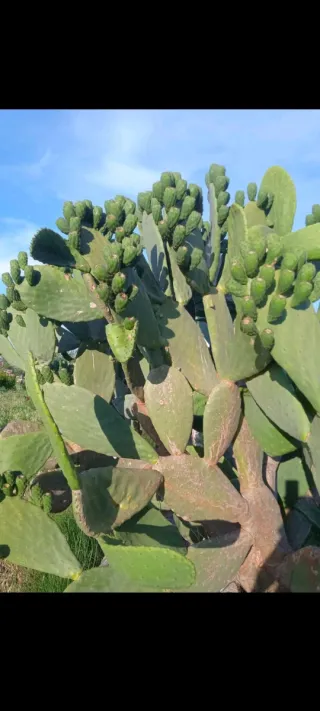 36 pencas de chumbera