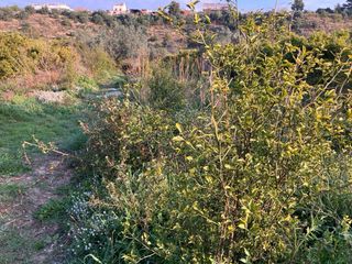 Limpieza de terrenos . Desbrozado, poda de arboles