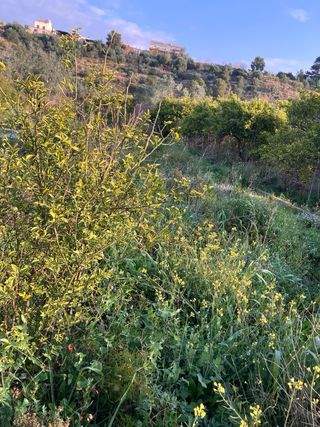 Limpieza de terrenos . Desbrozado, poda de arboles