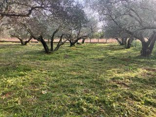 Limpieza de terrenos . Desbrozado, poda de arboles