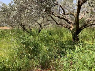 Limpieza de terrenos . Desbrozado, poda de arboles