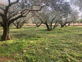 Limpieza de terrenos . Desbrozado, poda de arboles