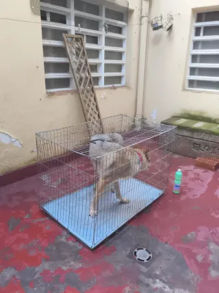 Jaula grande perro metálica 83x122x73