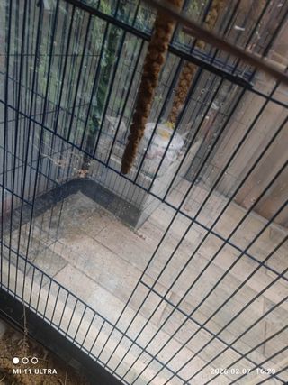 Jaula para pájaros grande