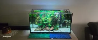 Pecera con plantas y peces