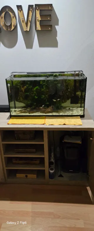 Pecera con plantas y peces
