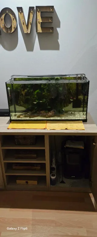 Pecera con plantas y peces