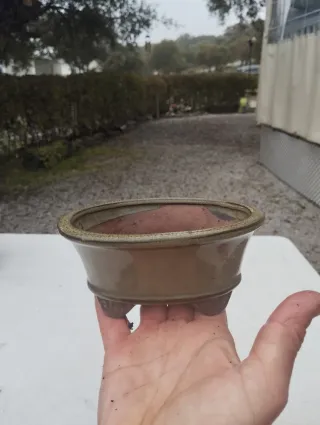 Tiesto Bonsái Cerámica Ovalado