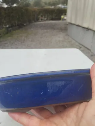 Tiesto bonsai cerámica azul y marrón