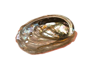 Concha de abalón roscado