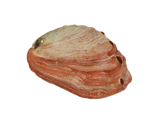 Concha de abalón roscado