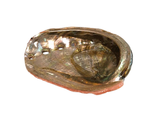 Concha de abalón roscado