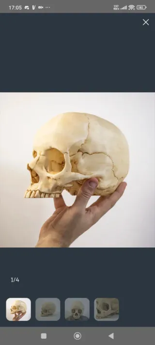 2 Caveiras decorativas