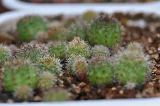 Mini Serra LED Germinazione (6) Semenzaio