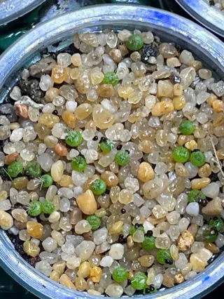 Mini Serra LED Germinazione (6) Semenzaio