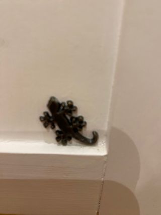 Sinfonier Madera Blanco Banak - Modelo Niza