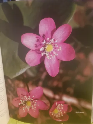 Libro de jardineria