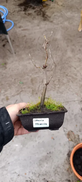 Mini bonsái membrillo común