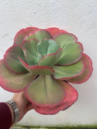 Kalanchoe luciae 'Fantastic' variegada
