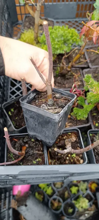 Plantones arce japonés