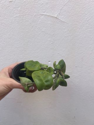 Hoya Carnosa Compacta