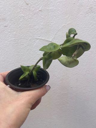 Hoya Carnosa Compacta