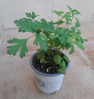 Hierbabuena, perejil, guindilla picante. Macetilla