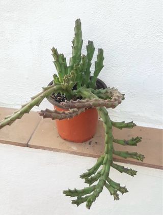 Stapelia Flor del dragón