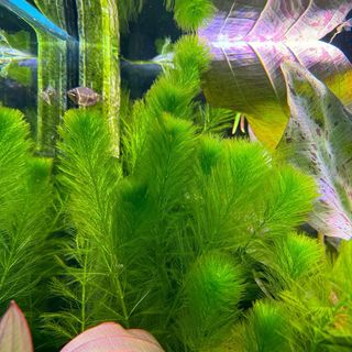 Pluma de loro ( Myriophyllum )