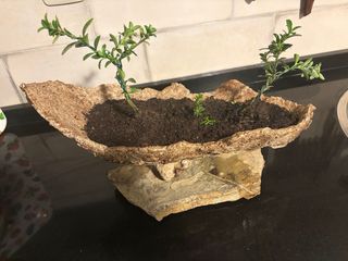 Arbolito con tiesto artesanal