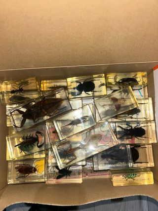 Colección de insectos en resina