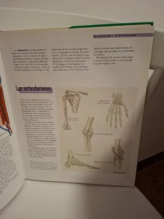 Der Körper. Wissen kompakt. Organe, Körpersyste...