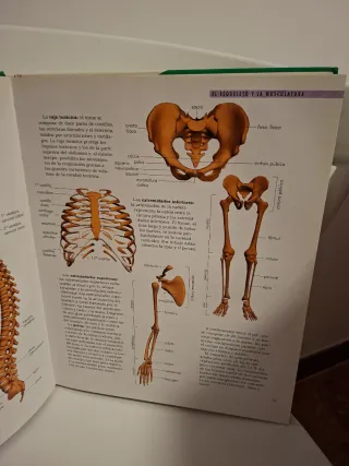 Der Körper. Wissen kompakt. Organe, Körpersyste...