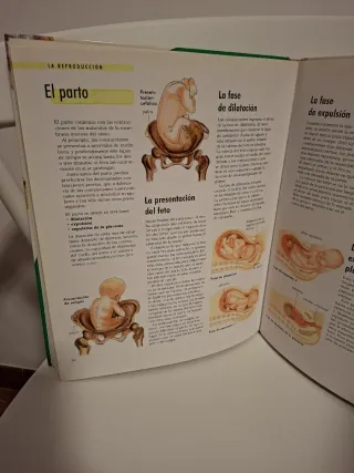 Der Körper. Wissen kompakt. Organe, Körpersyste...