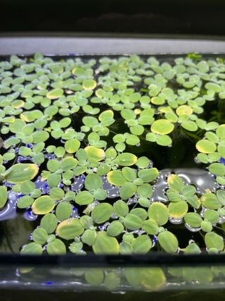 Mini lechuga de agua