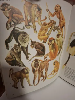 Naturaleza amiga/Animales: Anfibios