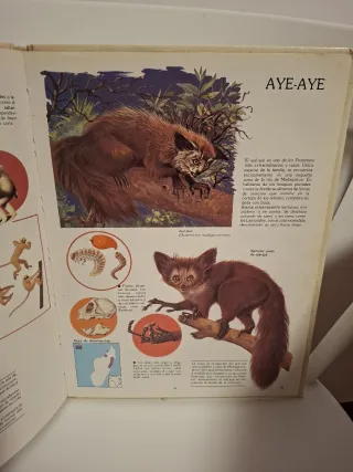 Naturaleza amiga/Animales: Anfibios