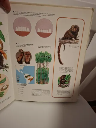 Naturaleza amiga/Animales: Anfibios