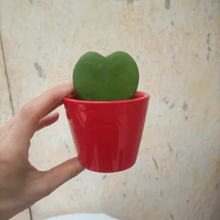 Set 3 Mini Vasi Rossi Cuore