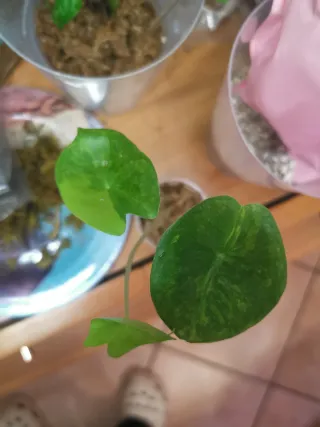 alocasia Pink dragon variegata aurea