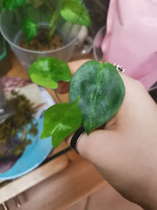 alocasia Pink dragon variegata aurea