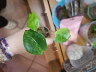 alocasia Pink dragon variegata aurea