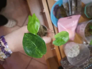 alocasia Pink dragon variegata aurea