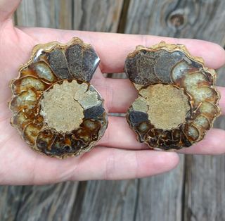 2 partes de Ammonite